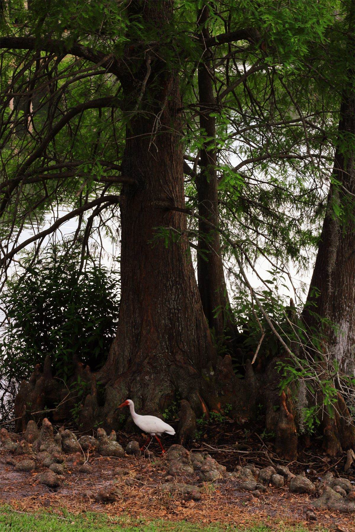 Bird Tree