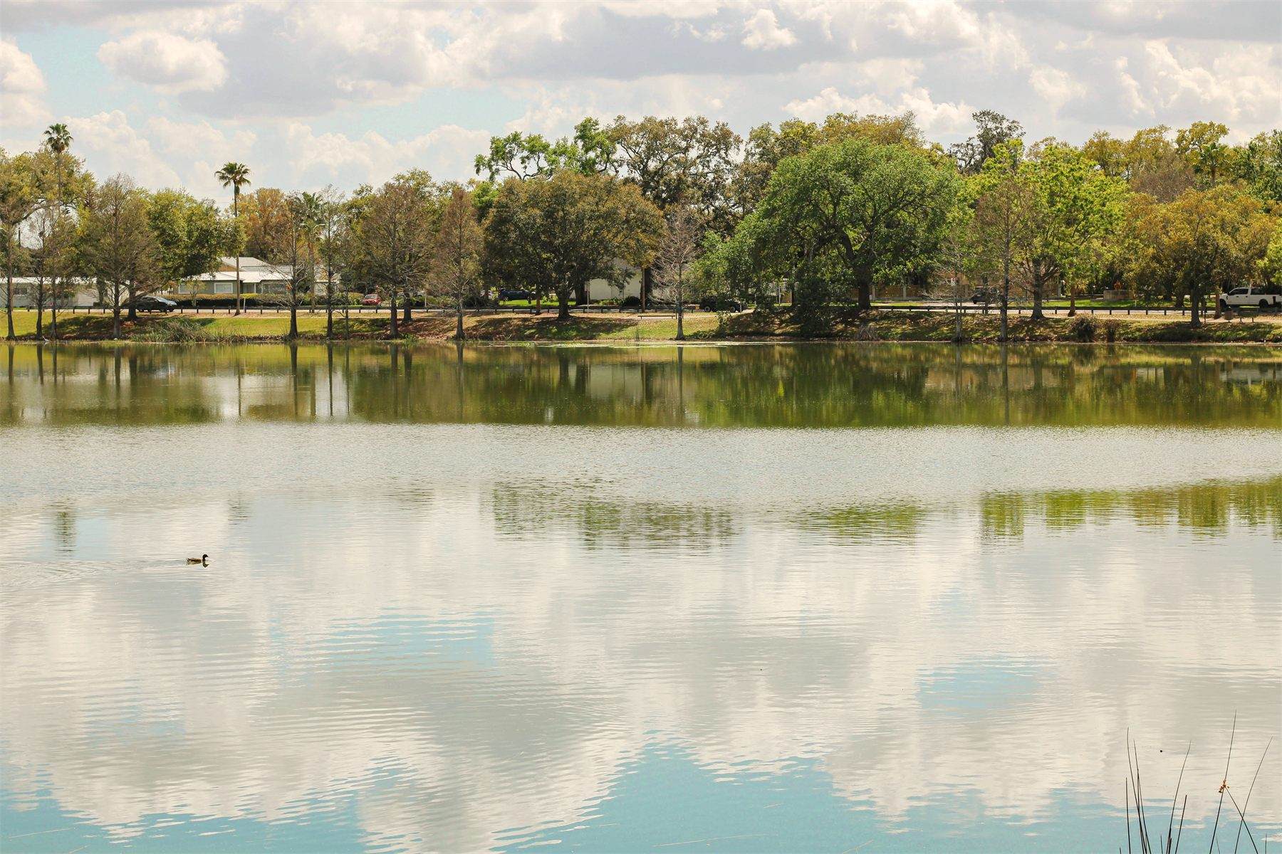 Lonely in the Pond