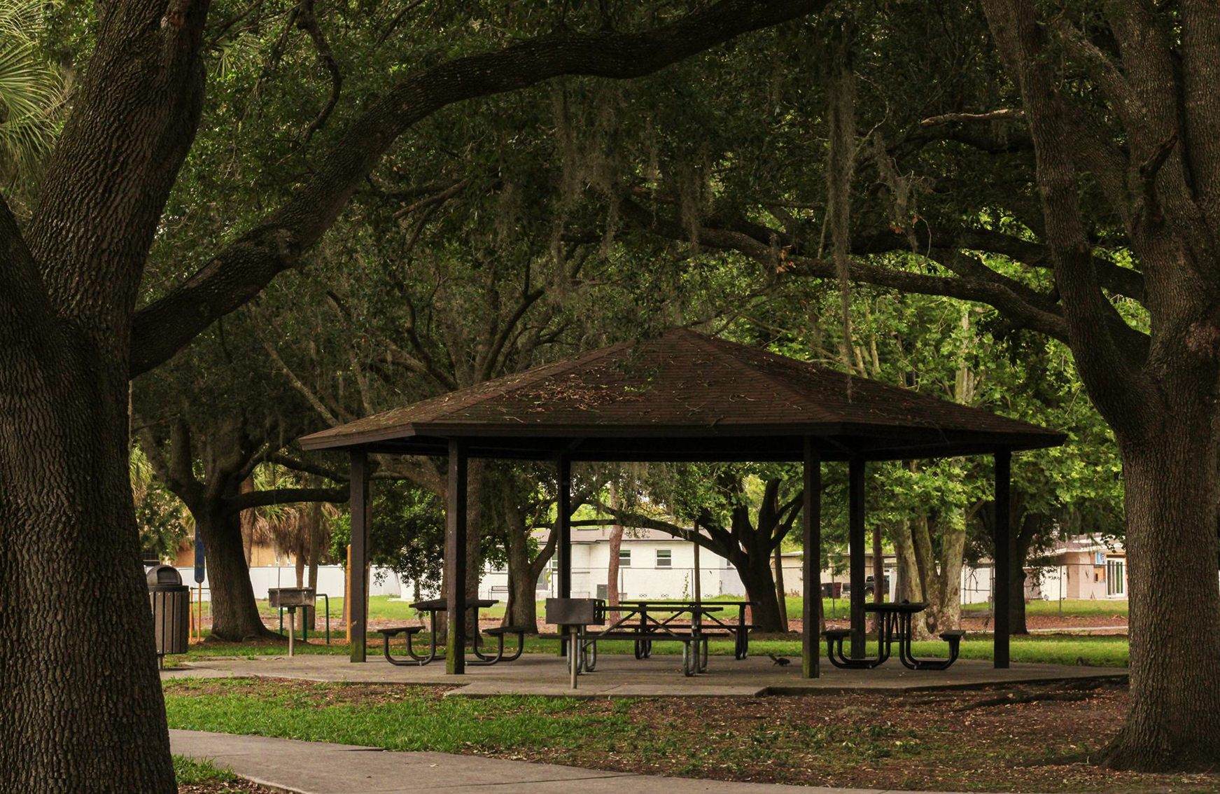 Trees Canopy 4