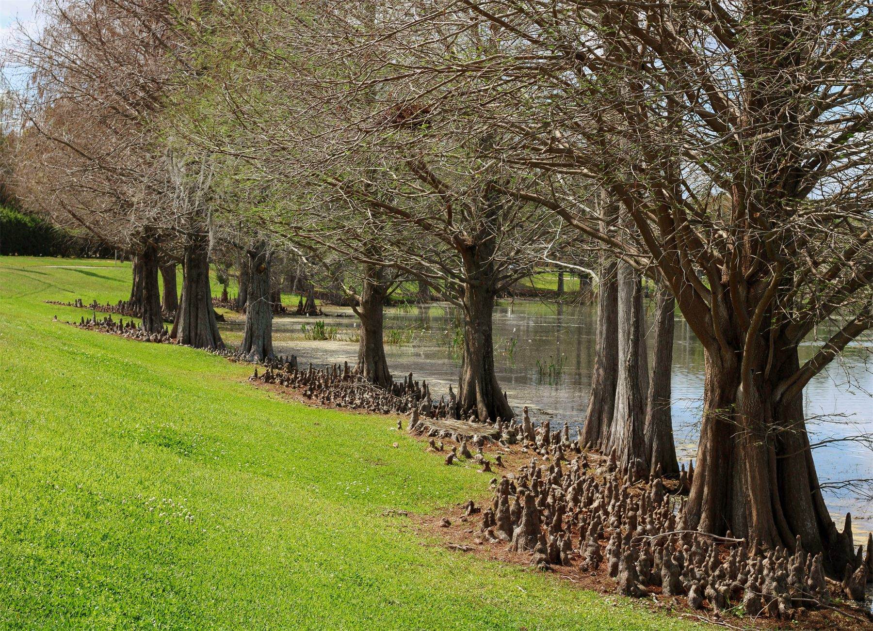 Weird Trees